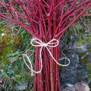 Bundle of Red Dogwood Twigs,Branches,Floral,Arrangement,Wall Art,Rustic Decor,Fall,Wreath Material,Wedding Decor,Christmas,Holiday,Sticks image 2