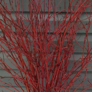 Bundle of Red Dogwood Twigs,Branches,Floral,Arrangement,Wall Art,Rustic Decor,Fall,Wreath Material,Wedding Decor,Christmas,Holiday,Sticks image 5