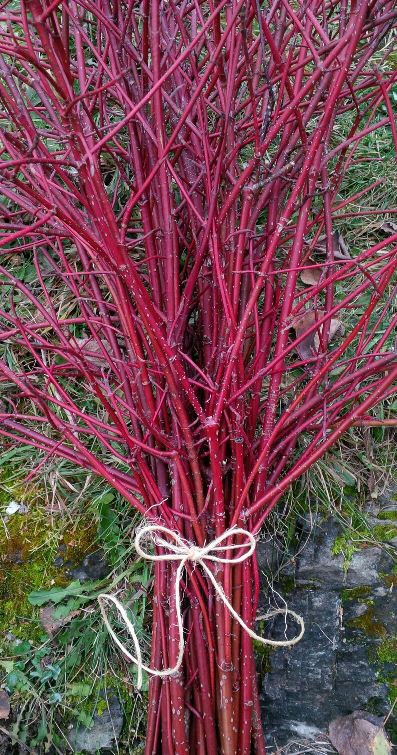 Bundle of Red Dogwood Twigs,Branches,Floral,Arrangement,Wall Art,Rustic Decor,Fall,Wreath Material,Wedding Decor,Christmas,Holiday,Sticks image 2