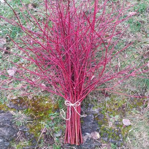 Bundle of Red Dogwood Twigs,Branches,Floral,Arrangement,Wall Art,Rustic Decor,Fall,Wreath Material,Wedding Decor,Christmas,Holiday,Sticks image 3