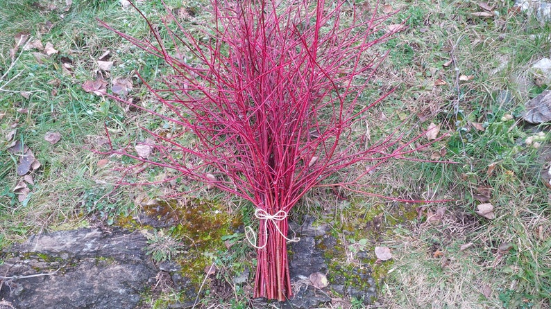 Bundle of Red Dogwood Twigs,Branches,Floral,Arrangement,Wall Art,Rustic Decor,Fall,Wreath Material,Wedding Decor,Christmas,Holiday,Sticks image 3