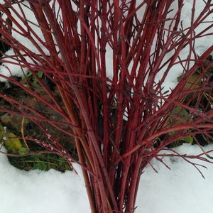 Bundle of Red Dogwood Twigs,Branches,Floral,Arrangement,Wall Art,Rustic Decor,Fall,Wreath Material,Wedding Decor,Christmas,Holiday,Sticks image 4