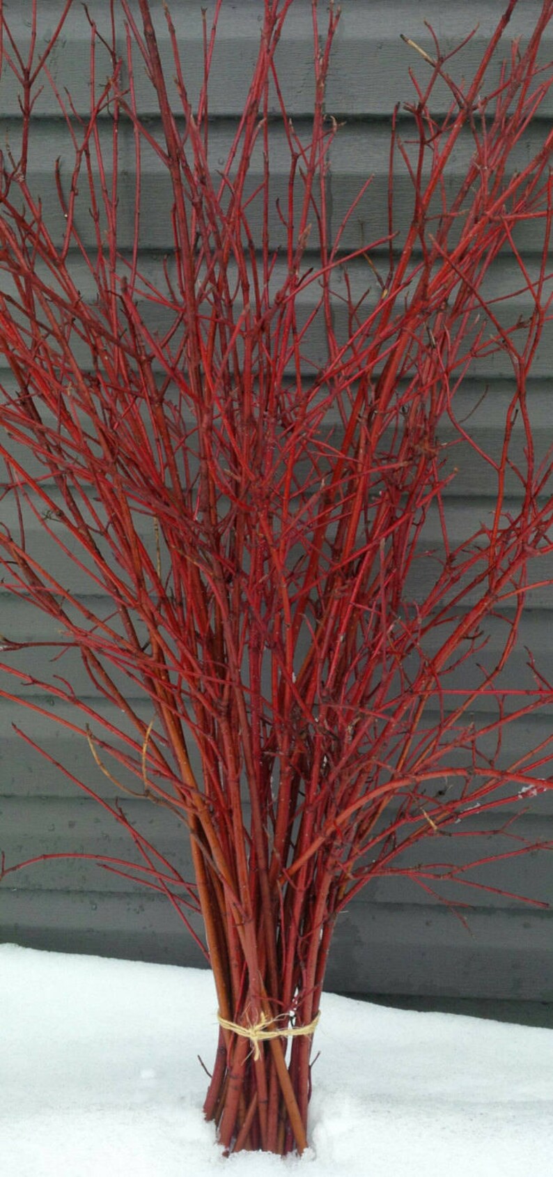 Bundle of Red Dogwood Twigs,Branches,Floral,Arrangement,Wall Art,Rustic Decor,Fall,Wreath Material,Wedding Decor,Christmas,Holiday,Sticks image 5