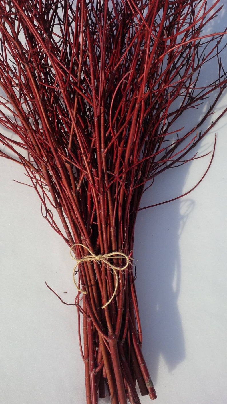 Bundle of Red Dogwood Twigs,Branches,Floral,Arrangement,Wall Art,Rustic Decor,Fall,Wreath Material,Wedding Decor,Christmas,Holiday,Sticks image 1