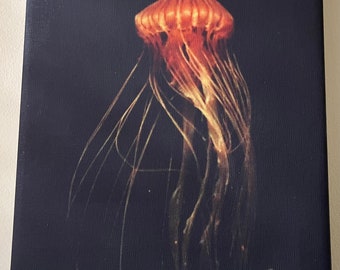 Japanese Sea Nettle