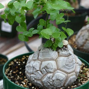 Dioscorea elephantipes/ 5 Samen (Elefantenfuß, Schildkrötenpflanze)
