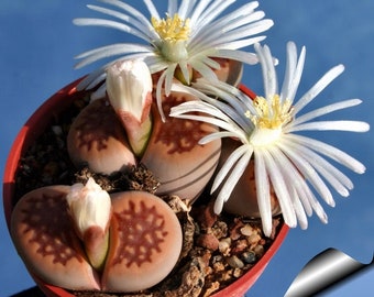 Lithops hallii v ochracea C059 / 20 semillas