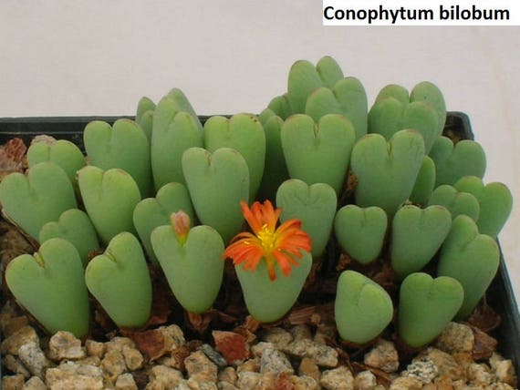 Conophytum Bilobum / 10 Seeds (living Pebbles) - Etsy Canada