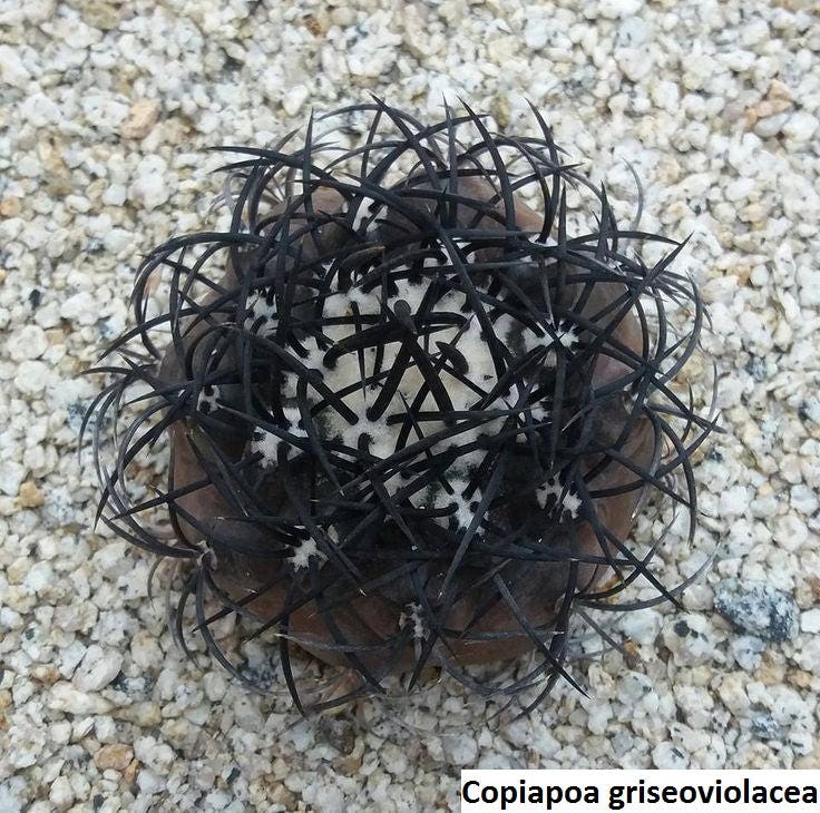 コピアポア・グリセオビオラセア - 山地型 [希少] / 10粒 - Etsy