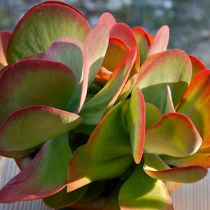 Kalanchoe luciae (Planta de paleta) / 20 semillas