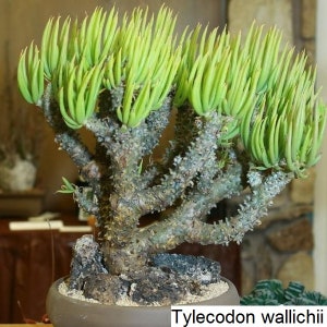 Tylecodon wallichii /  20seeds (Pegleg Butterbush)