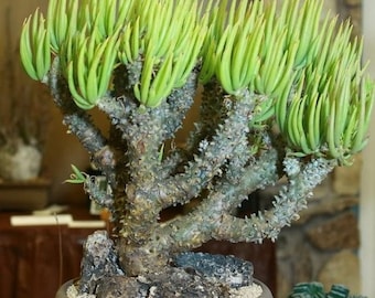 Tylecodon wallichii / 20 seeds (Pegleg Butterbush)