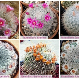 Mammillaria seeds mix (prettiest species) / 10 seeds per pack