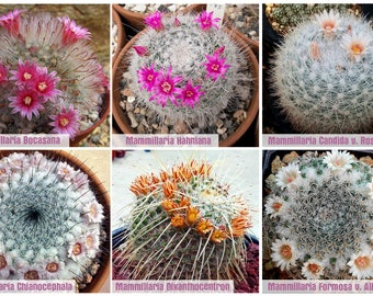 Mammillaria frön mix (vackraste arten) / 10 frön per förpackning