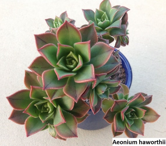 succulent plant for sale Crassula Ivory Towers Crassula Conjuncta Succulent For Sale 2 inch / Clay Pot by Succulents Box