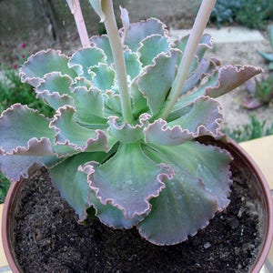 Echeveria gibbiflora / 20 seeds RARE curly echeveria image 2