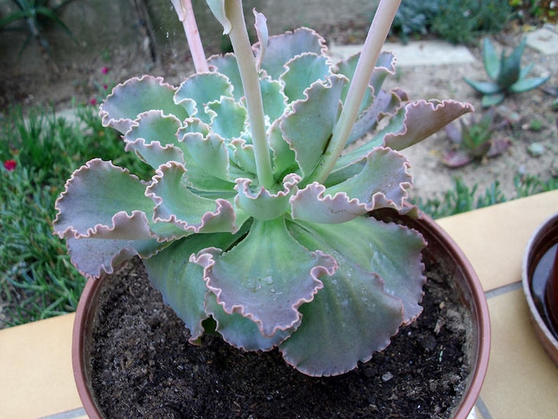 Echeveria gibbiflora / 20 seeds RARE curly echeveria image 2