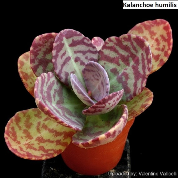 Kalanchoe Humilis (spotted Kalanchoe) / 20 Seeds - Etsy Denmark