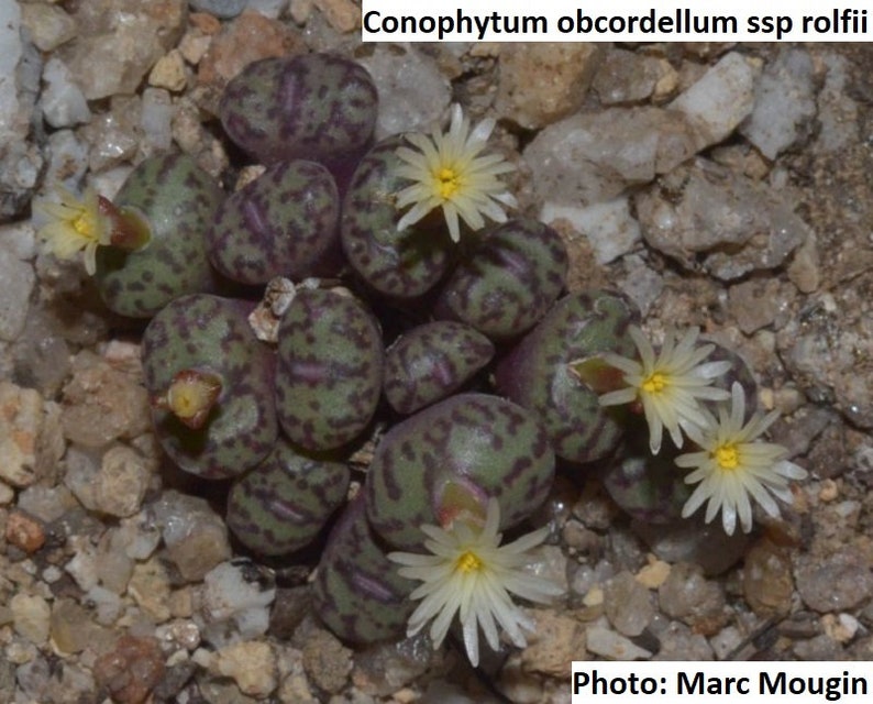 Conophytum obcordellum ssp rolfii RARE / 10 seeds image 1