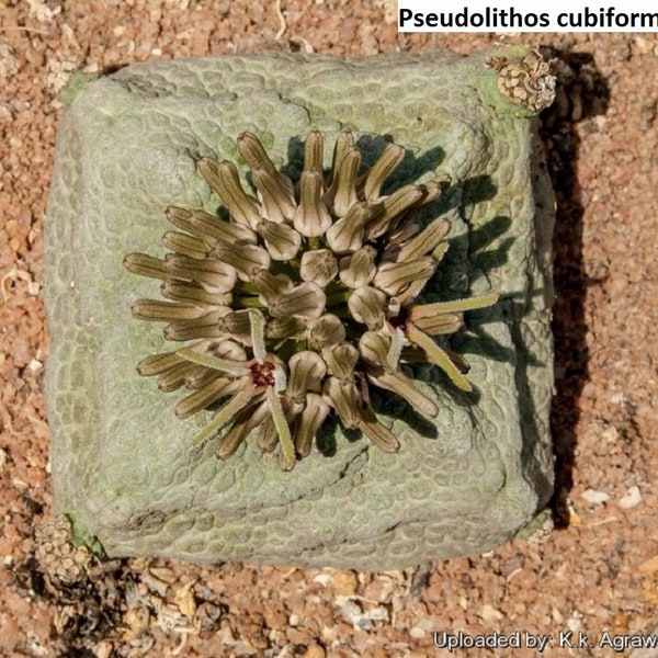 Pseudolithos cubiformis [RARE] / 5 seeds