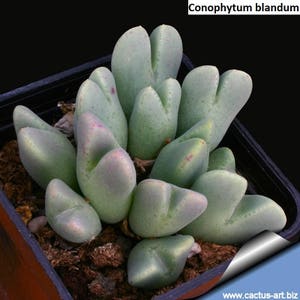 Conophytum blandum / 10 seeds image 1