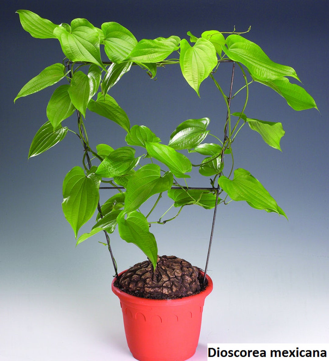 Dioscorea Mexicana / 5 Seeds (tortoise Plant, Mexican Yam) - Etsy