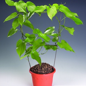 Könnte beinhalten: Eine grüne Dioscorea mexicana Pflanze mit herzförmigen Blättern, die an einem Spalier in einem roten Topf wächst. Die Pflanze hat eine große, braune, knorrige Knolle.