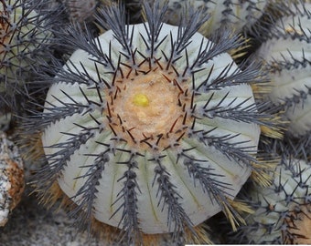 Copiapoa longistaminea / 10 seeds [Caleta Esmeralda, Antofagasta]