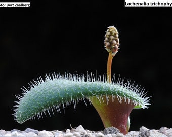 Lachenalia trichophylla / 10 seeds