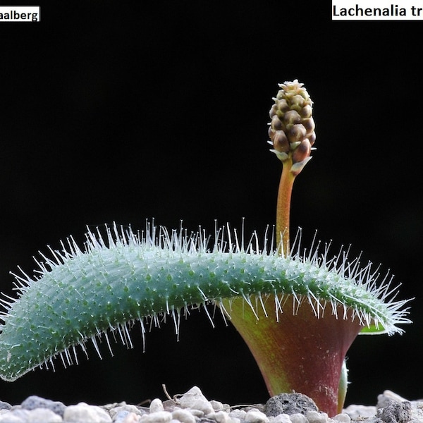 Lachenalia trichophylla / 10 seeds