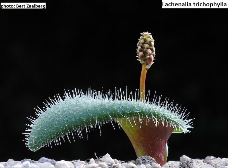 Lachenalia trichophylla / 10 seeds image 1