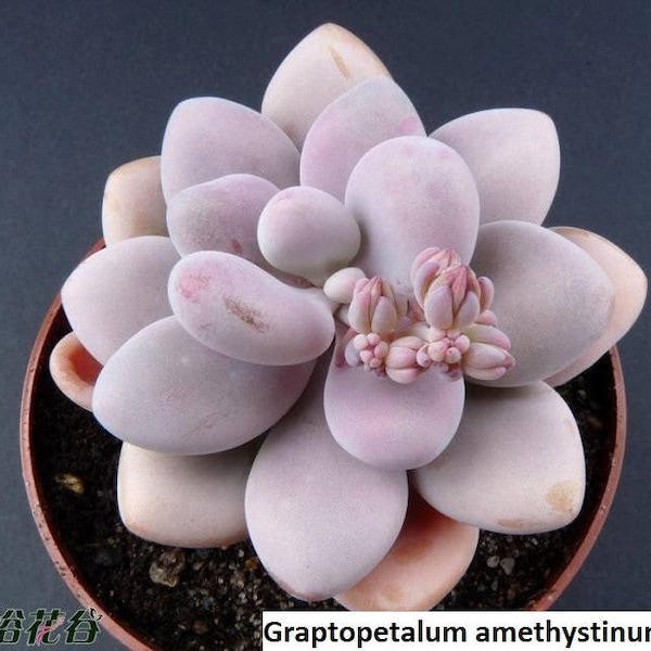 Graptopetalum amethystinum / 20 seeds (Lavender Pebbles, Jewel Leaf Plant)
