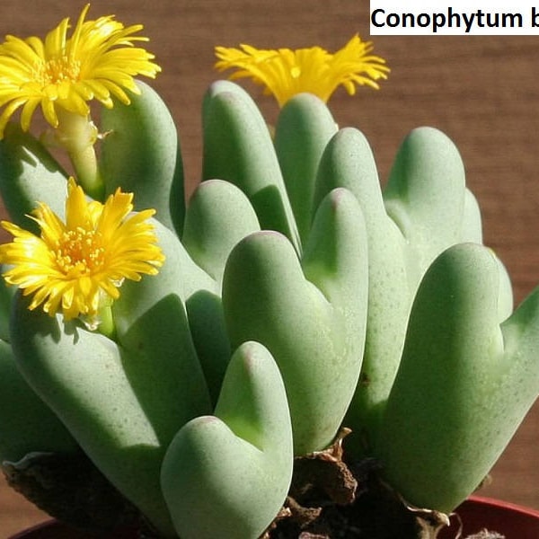 Conophytum bilobum / 10 seeds (Living Pebbles)