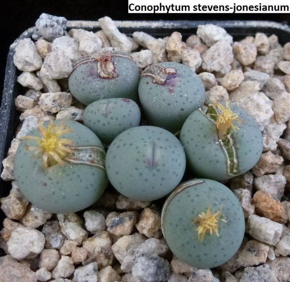 Conophytum stevens-jonesianum / 10 seeds - Etsy 日本