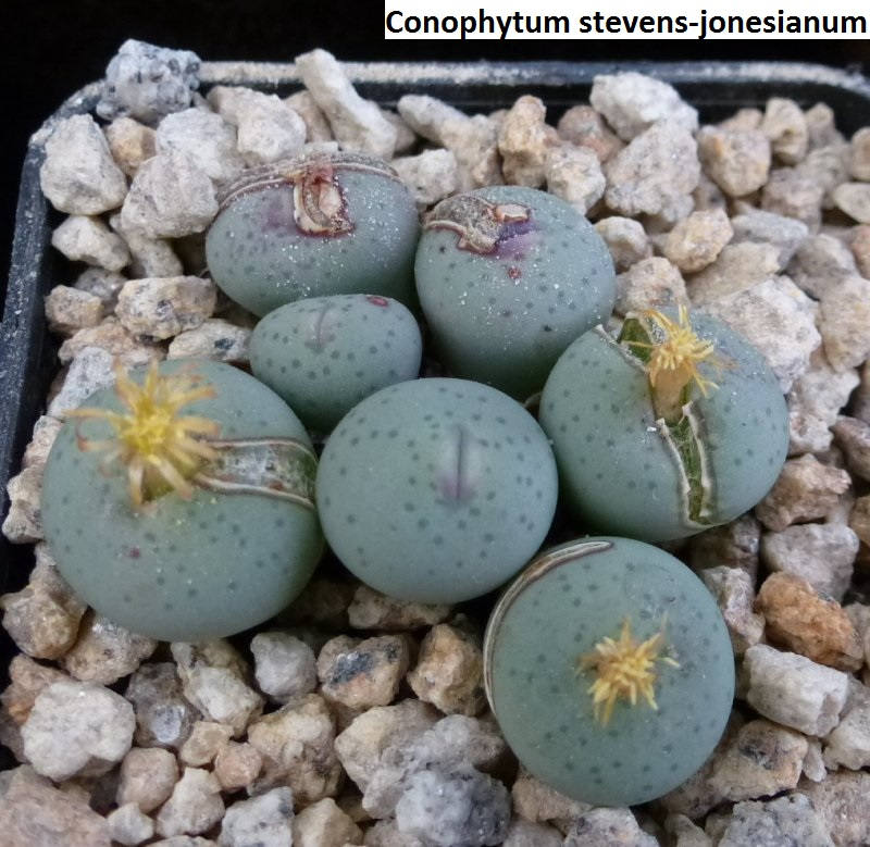 Conophytum Stevens-jonesianum / 10 Seeds - Etsy Canada