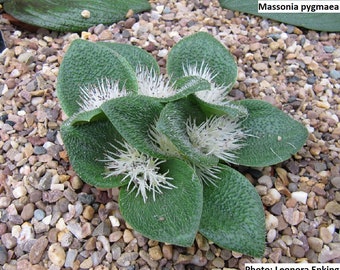 Massonia pygmaea / 10 seeds
