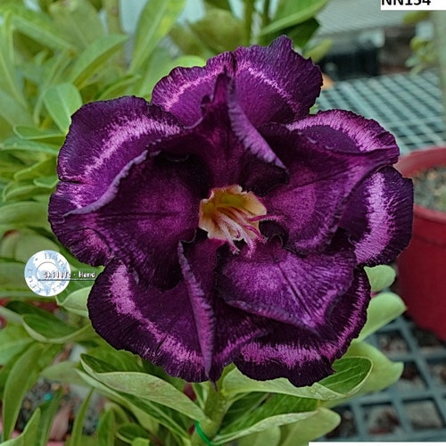 Details about / 5 BLACK ROSE Rosa Bush Shrub Perennial Flower Seeds Gift /& Comb S//H