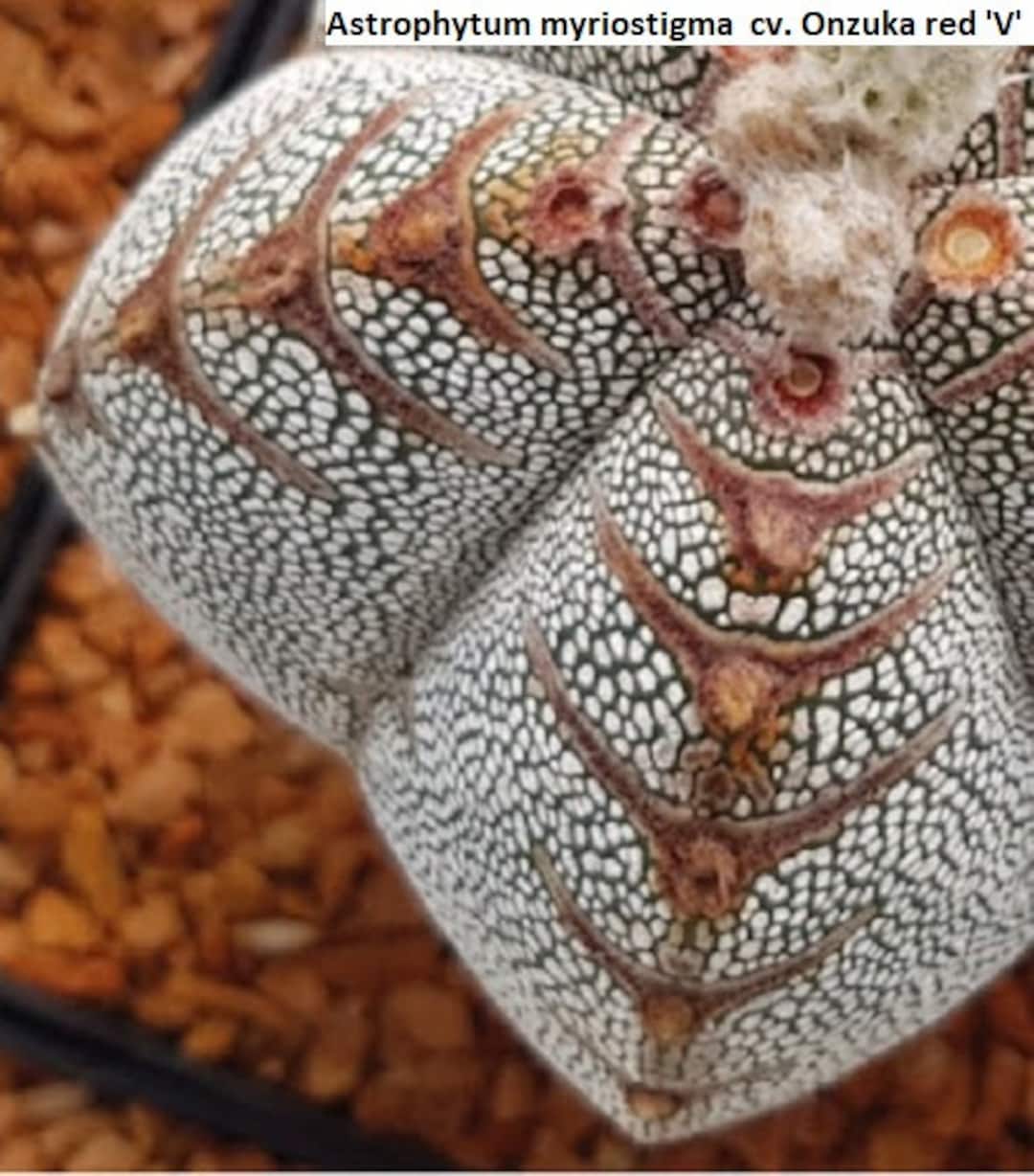 Astrophytum Myriostigma Cv. Onzuka Red 'V' / 5 Seeds - Etsy Denmark
