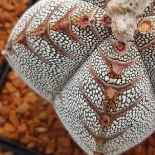 Dioscorea Elephantipes / 5 Seeds (elephant's Foot, Turtle Back