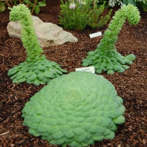 Aeonium tabuliforme (tabulaeforme) / 20 Samen