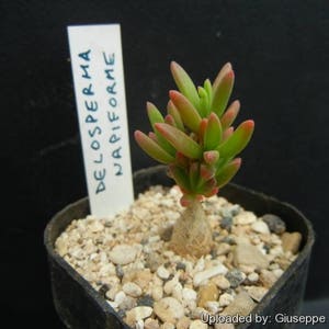 May include: A small succulent plant with red and green leaves growing in a black pot. The plant is labelled "Delosperma Napiiforme".