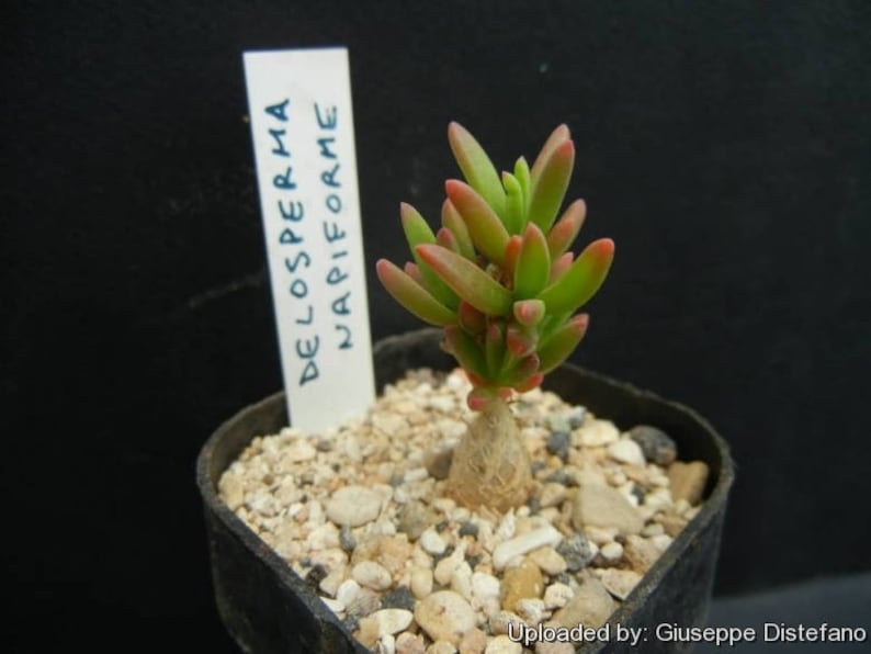 May include: A small succulent plant with red and green leaves growing in a black pot. The plant is labelled "Delosperma Napiiforme".
