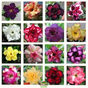 Mezcla de multipétalos de Adenium obesum / 5 semillas (Rosa del desierto, Sabi Star, Adenium rosado)