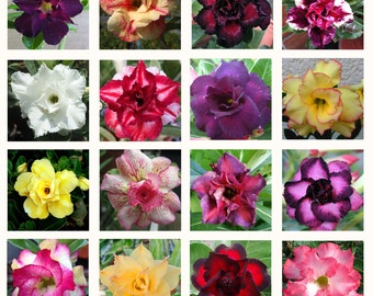 Adenium obesum multipetal mix / 5 seeds (Desert Rose, Sabi Star, Rosy Adenium)