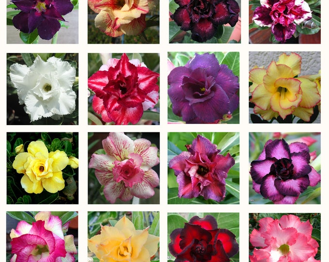 Adenium Obesum Multipetal Mix / 5 Seeds desert Rose Sabi | Etsy