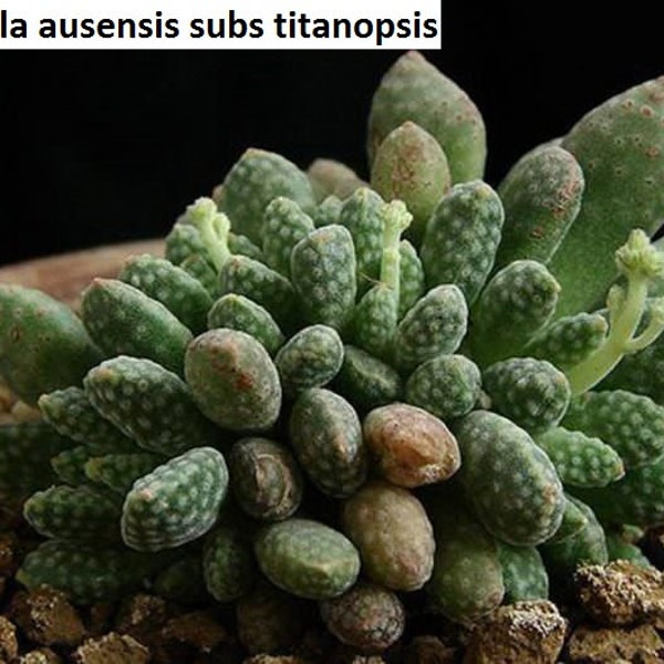 Crassula ausensis ssp titanopsis / 20 Samen (Silber Dollar)