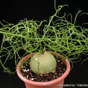 May include: A green succulent plant with long, thin, twisting stems growing out of a round, green bulb. The plant is potted in a brown terracotta pot.