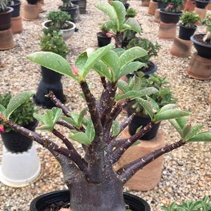 Könnte beinhalten: Nahaufnahme einer Adenium Thai Soco Black Skin Pflanze in einem schwarzen Topf. Die Pflanze hat dunkelviolette Stiele und Äste mit grünen Blättern. Der Text "Adenium thai soco black skin" ist oben im Bild zu sehen.