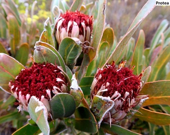 Protea lorifolia / 5 seeds (strap-leaved sugarbush)