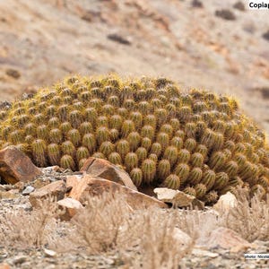 Copiapoa solaris / 10 Samen [Lebensraumsamen]